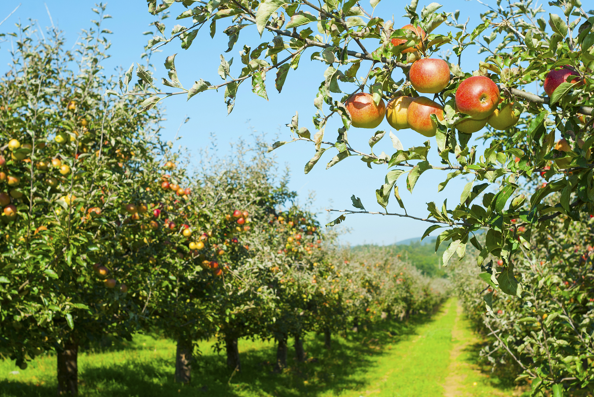 川版苹果(洛川苹果产地)-第5张图片-QuickQ官网