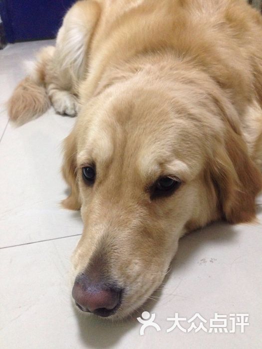 瑞星杀毒软件手机版动物(瑞星杀毒软件的标志是什么动物?)-第1张图片-QuickQ官网