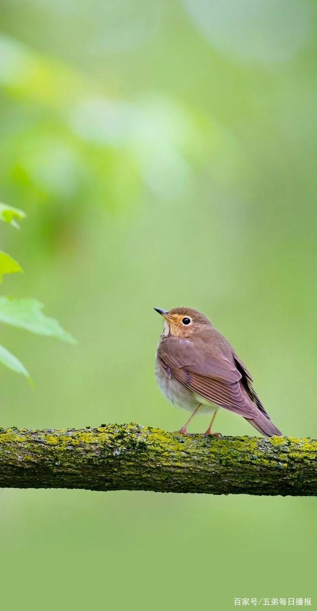 百度HI手机版动物(百度动物世界最新消息)